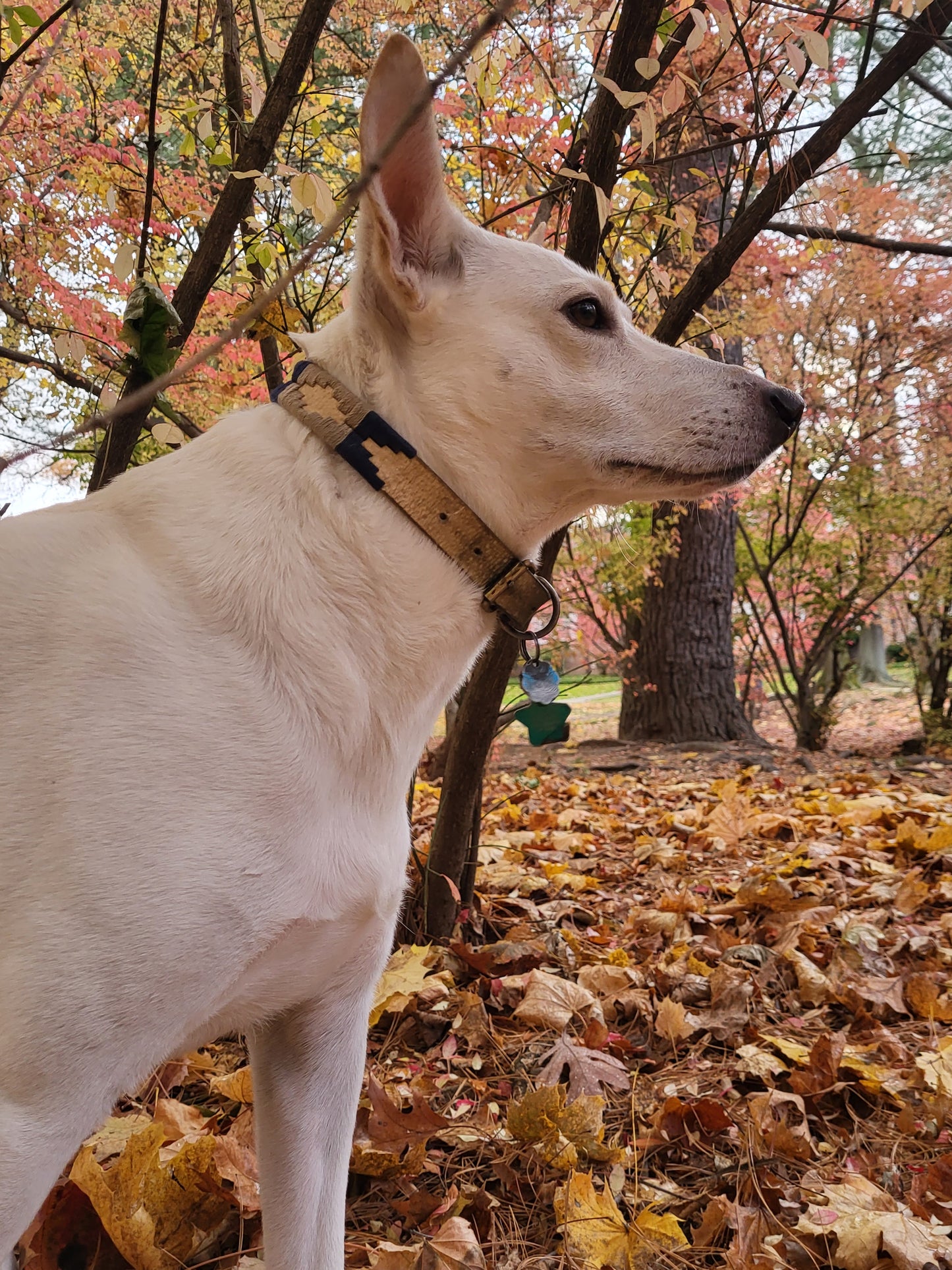 Dingo dog collar